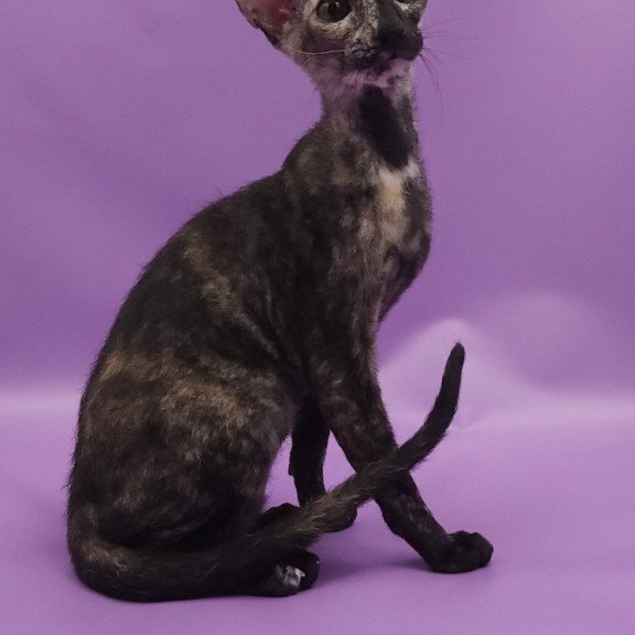 Peterbald EZ Queen of Spades