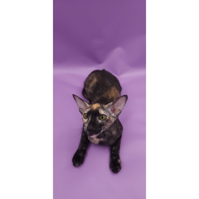 Peterbald EZ Queen of Spades