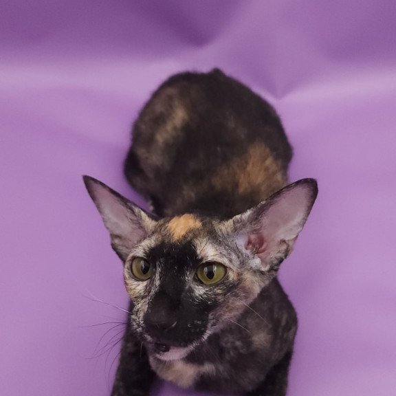 Peterbald EZ Queen of Spades