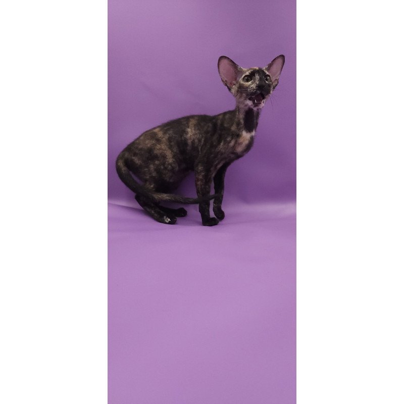 Peterbald EZ Queen of Spades