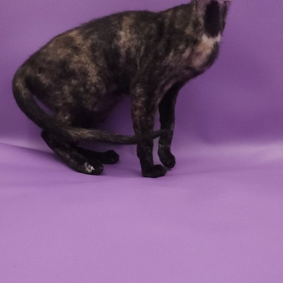 Peterbald EZ Queen of Spades