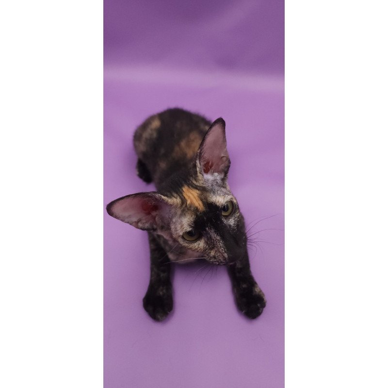 Peterbald EZ Queen of Spades