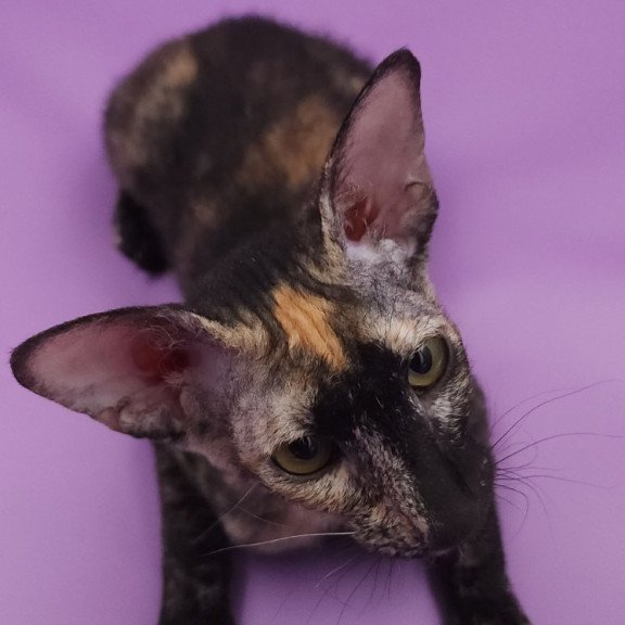 Peterbald EZ Queen of Spades