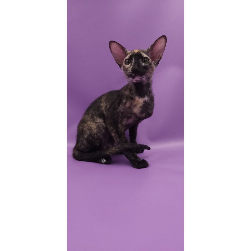 Peterbald EZ Queen of Spades