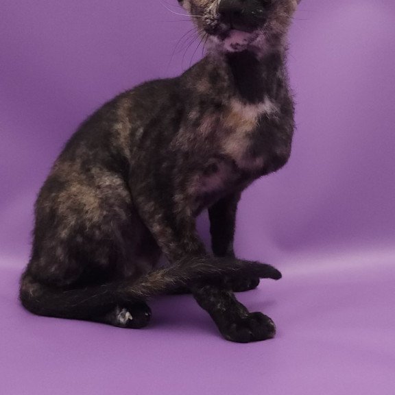 Peterbald EZ Queen of Spades