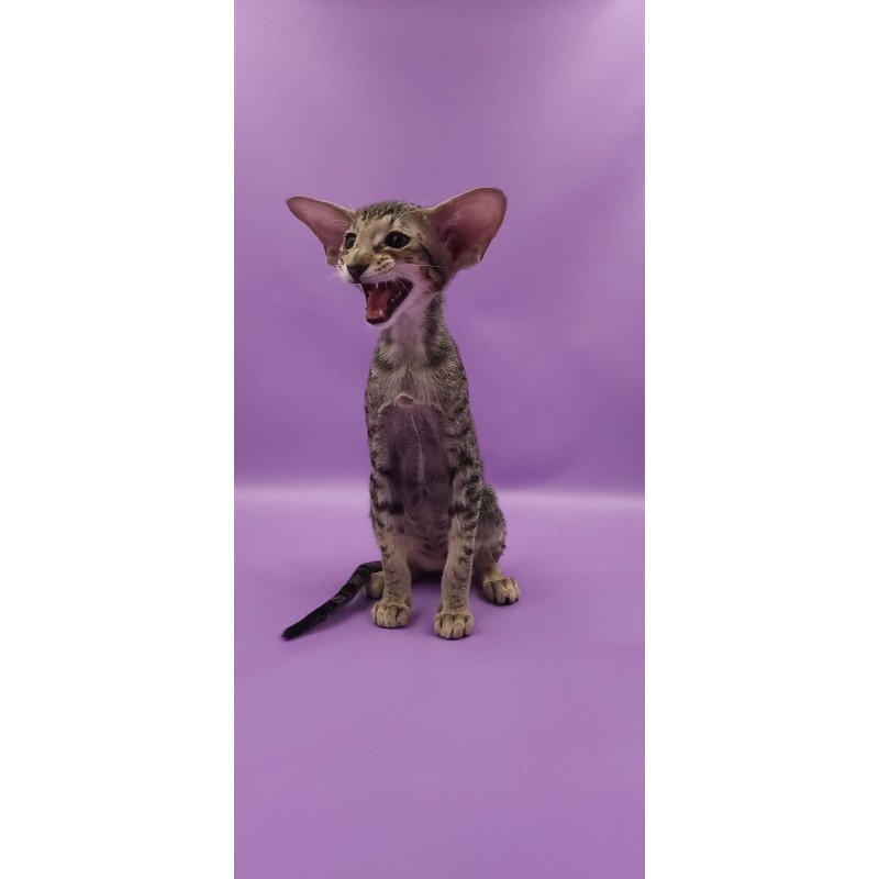 Oriental EZ Violette