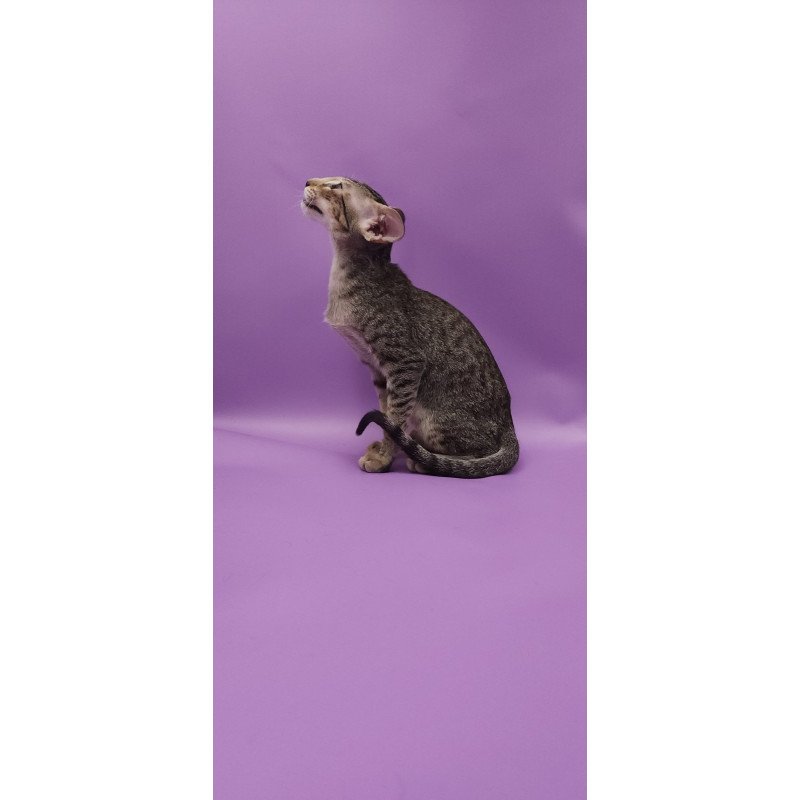 Oriental EZ Violette