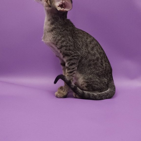 Oriental EZ Violette