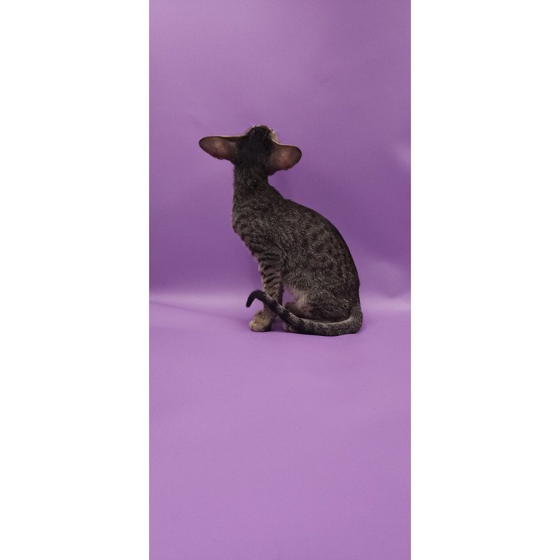 Oriental EZ Violette