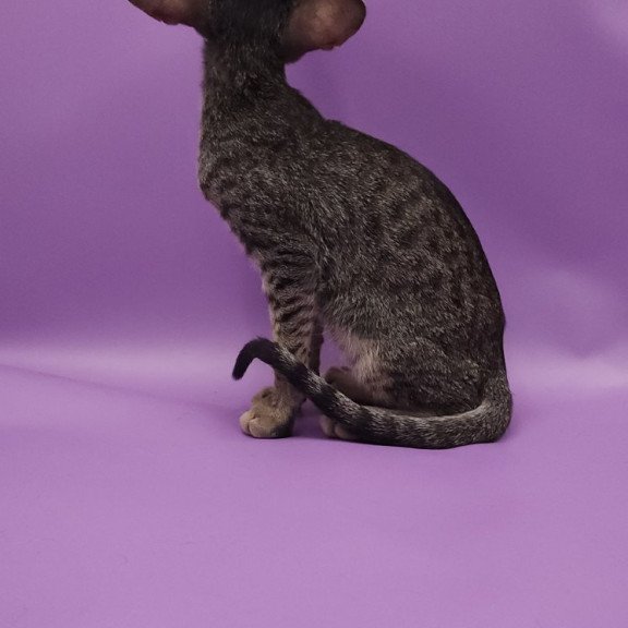 Oriental EZ Violette