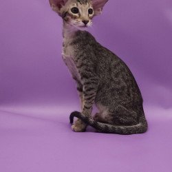 Oriental EZ Violette