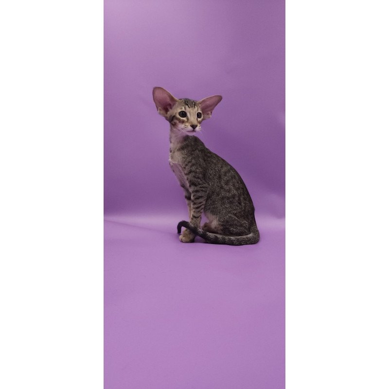 Oriental EZ Violette