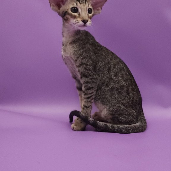 Oriental EZ Violette