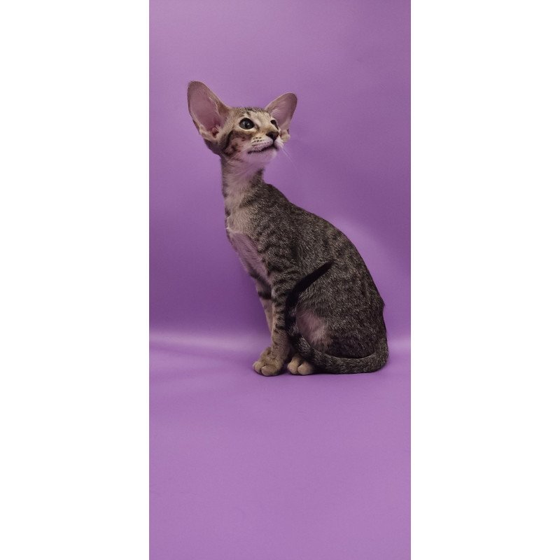Oriental EZ Violette