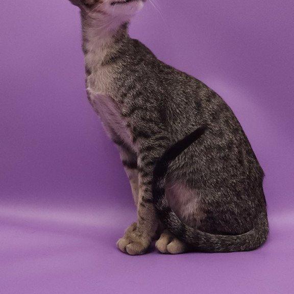 Oriental EZ Violette