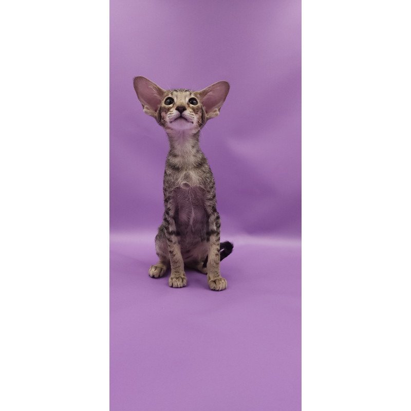 Oriental EZ Violette