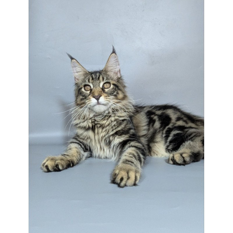 Maine Coon EZ Harold