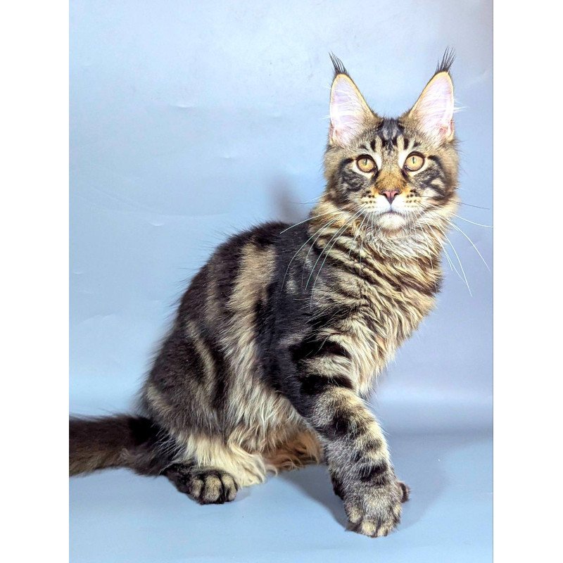 Maine Coon EZ Harold