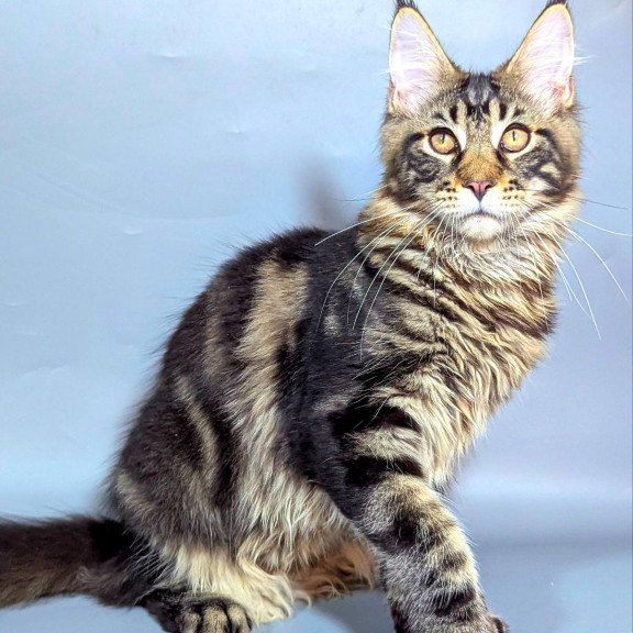 Maine Coon EZ Harold