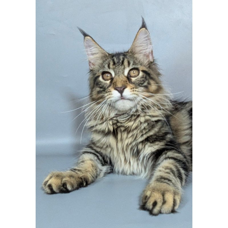 Maine Coon EZ Harold