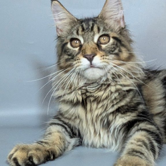 Maine Coon EZ Harold
