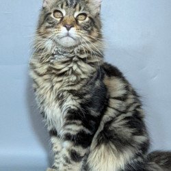 Maine Coon EZ Harold