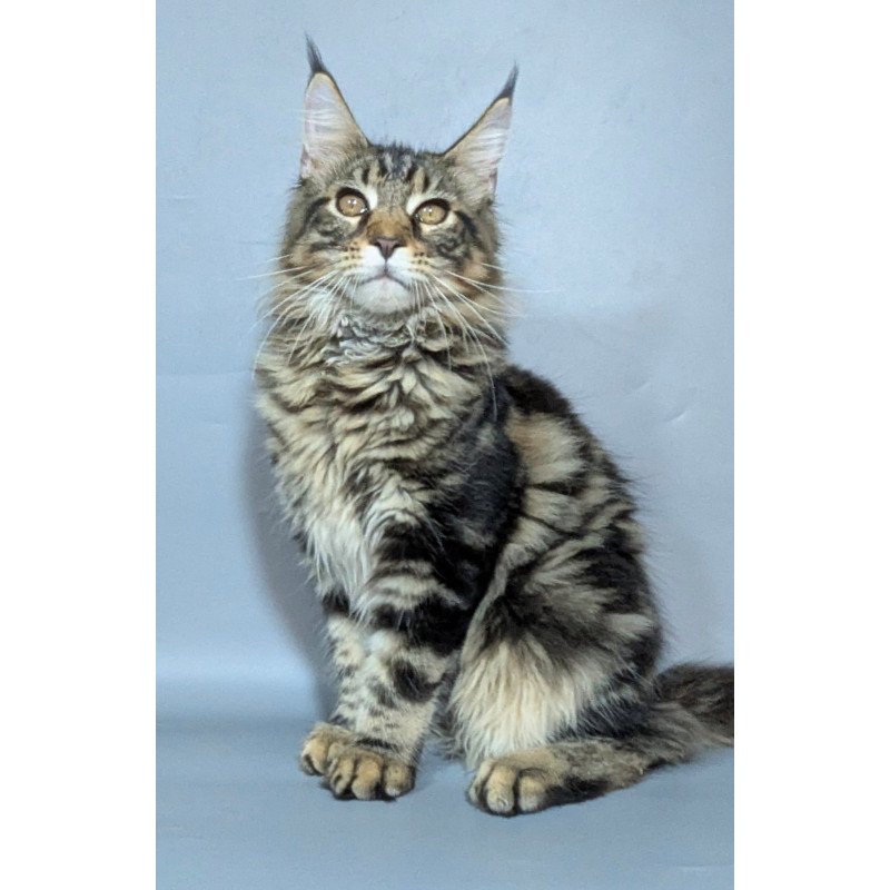 Maine Coon EZ Harold