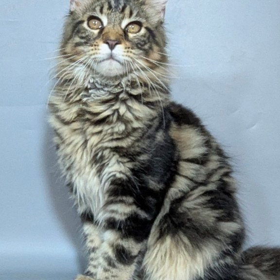 Maine Coon EZ Harold