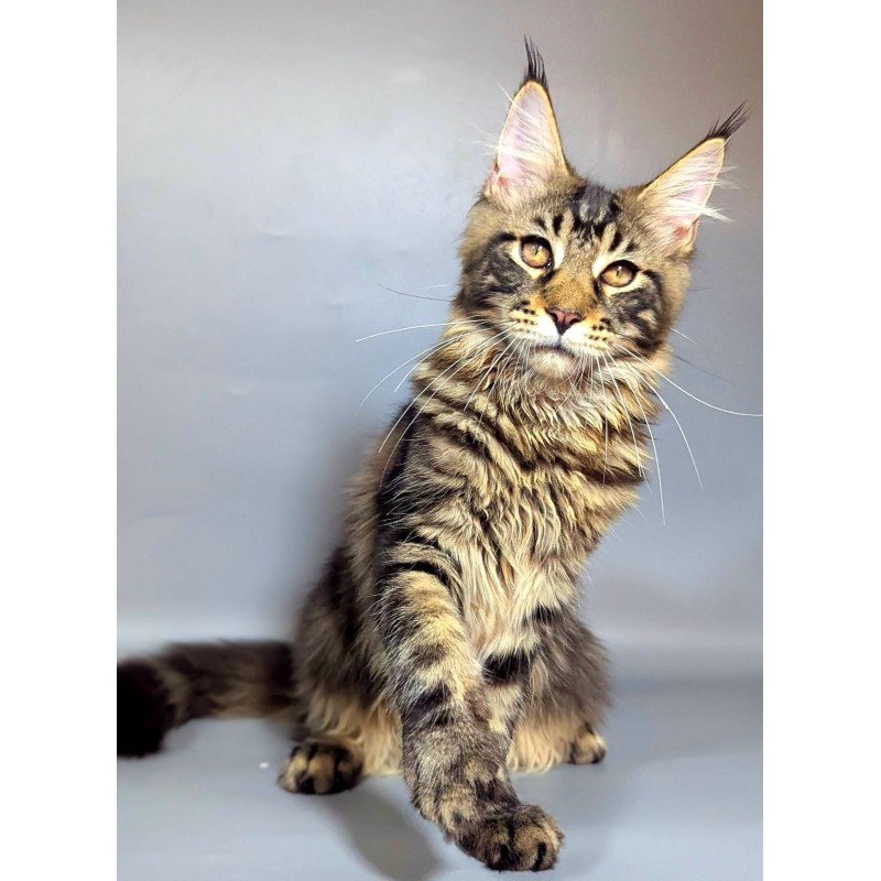 Maine Coon EZ Happy
