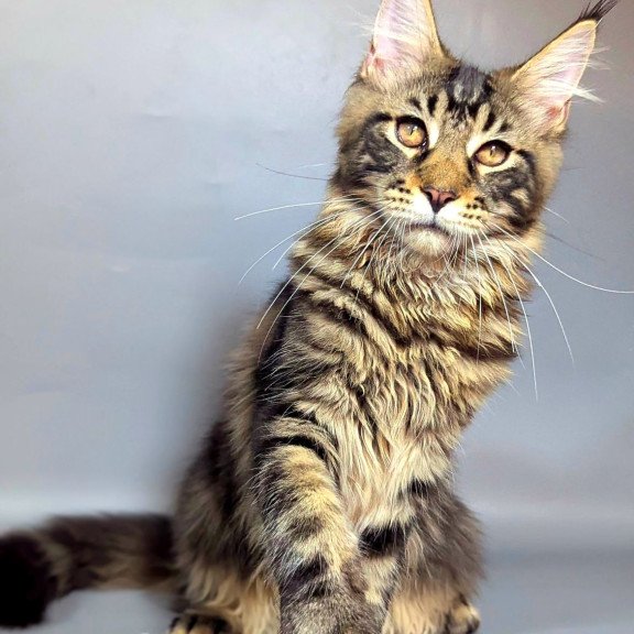 Maine Coon EZ Happy