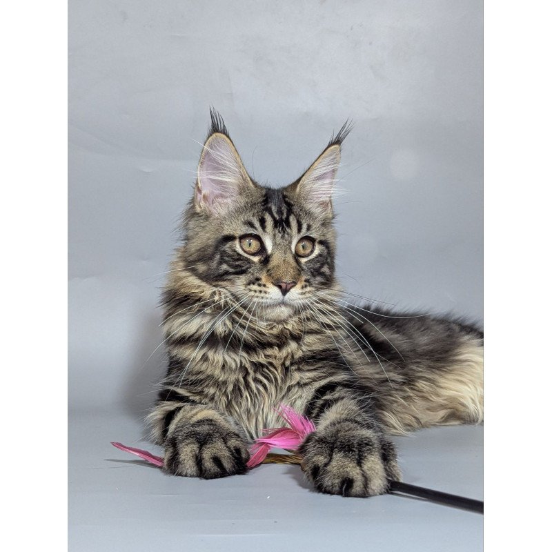 Maine Coon EZ Happy
