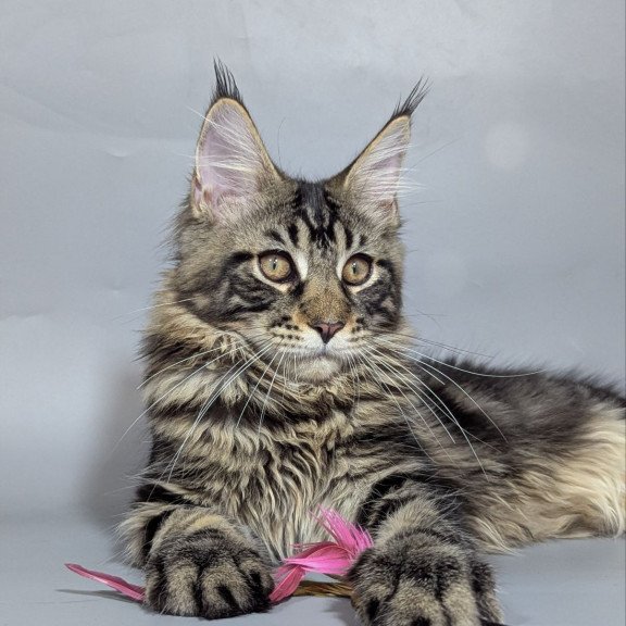 Maine Coon EZ Happy