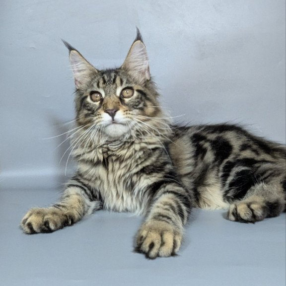 Maine Coon EZ Happy