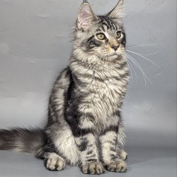 Maine Coon EZ Hugo