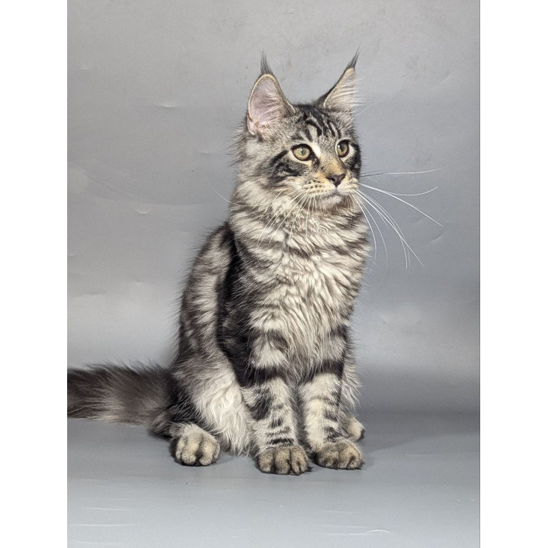 Maine Coon EZ Hugo