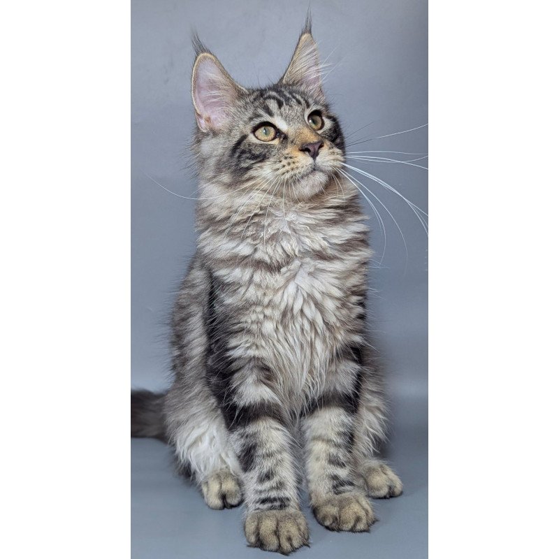 Maine Coon EZ Hugo