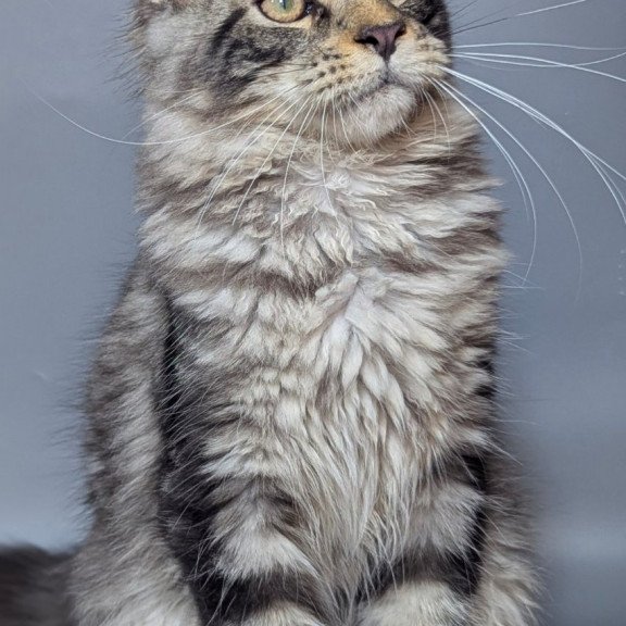 Maine Coon EZ Hugo