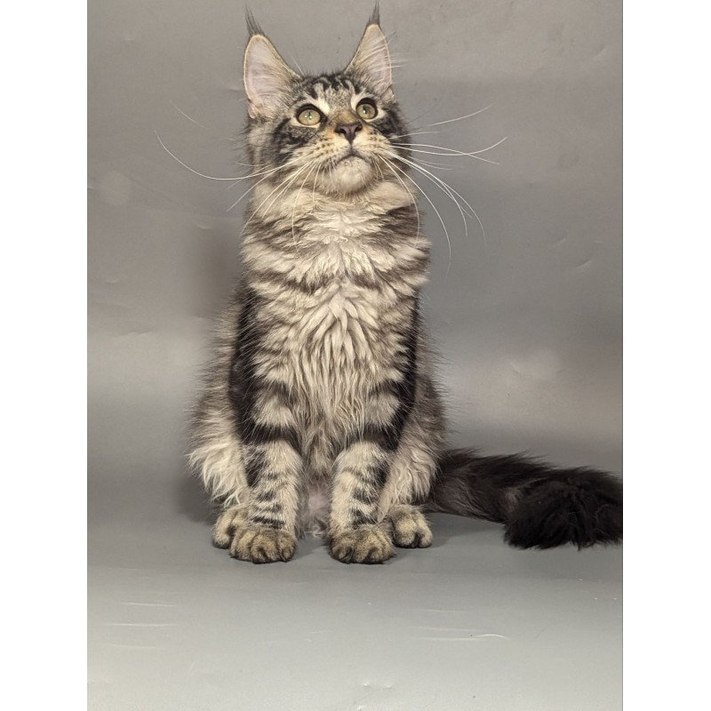 Maine Coon EZ Hugo