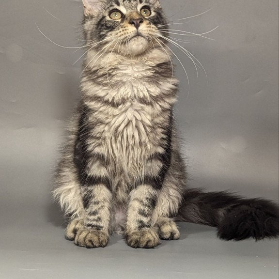 Maine Coon EZ Hugo