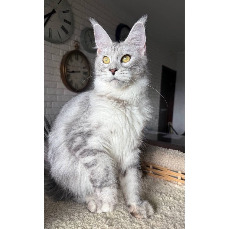 Maine Coon AP Faustina