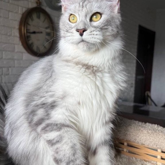 Maine Coon AP Faustina