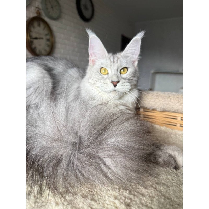Maine Coon AP Faustina