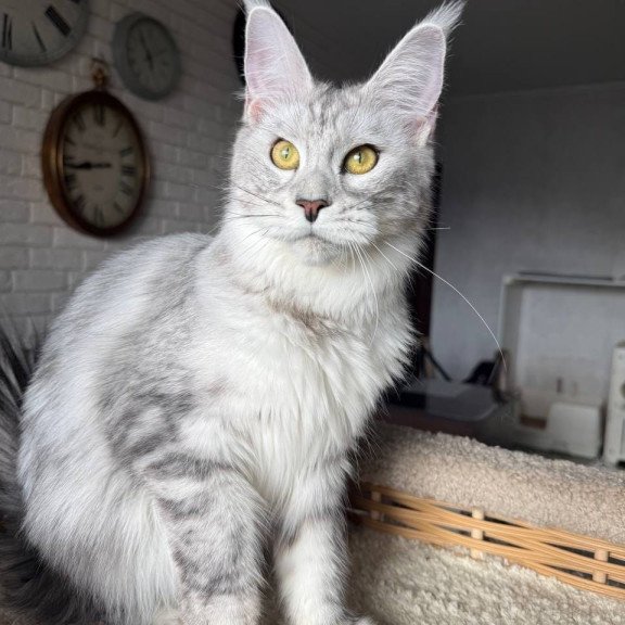 Maine Coon AP Faustina
