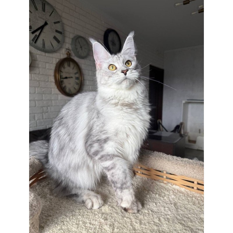 Maine Coon AP Faustina