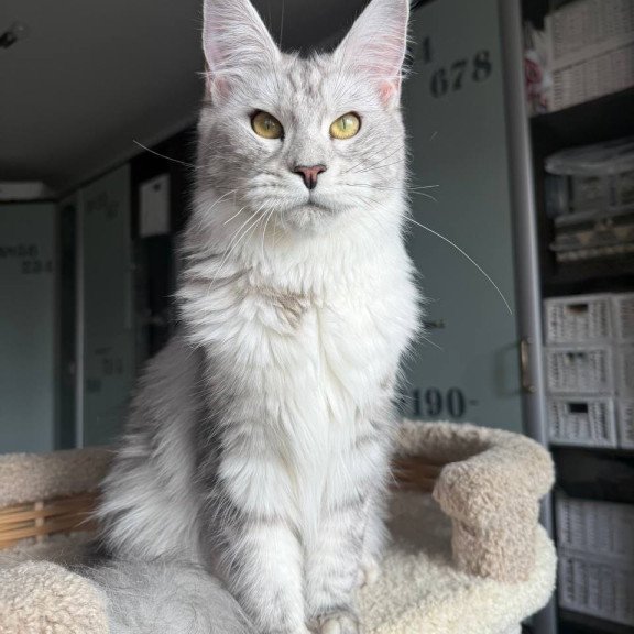 Maine Coon AP Faustina