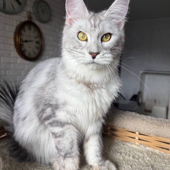 Maine Coon AP Faustina