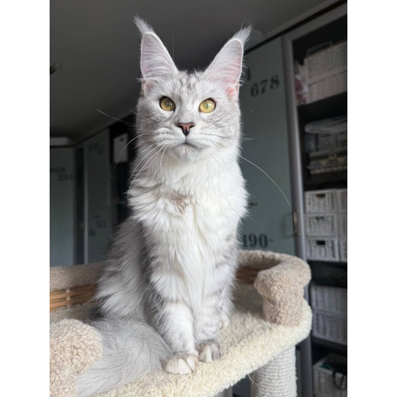 Maine Coon AP Faustina