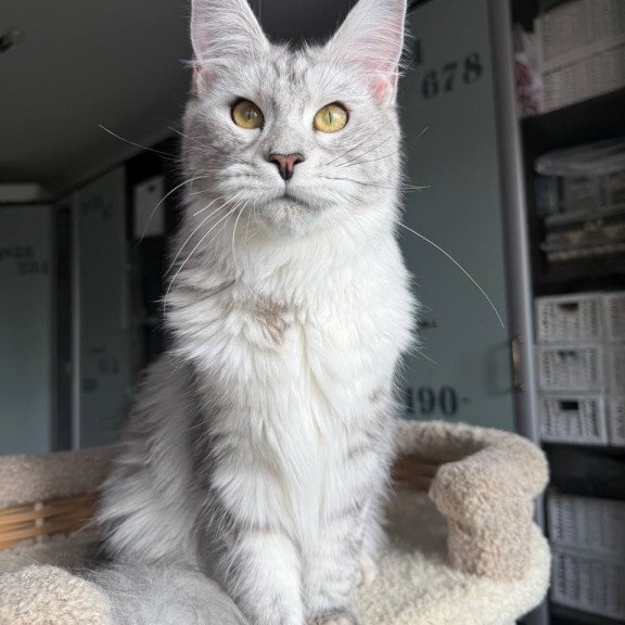 Maine Coon AP Faustina