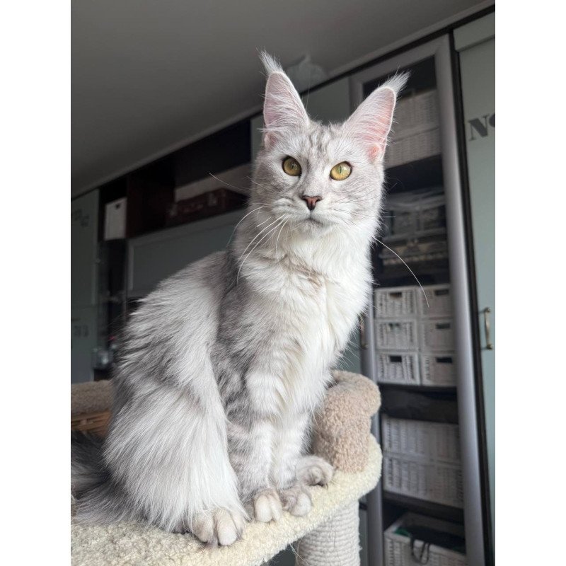 Maine Coon AP Faustina