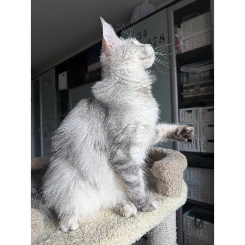 Maine Coon AP Faustina